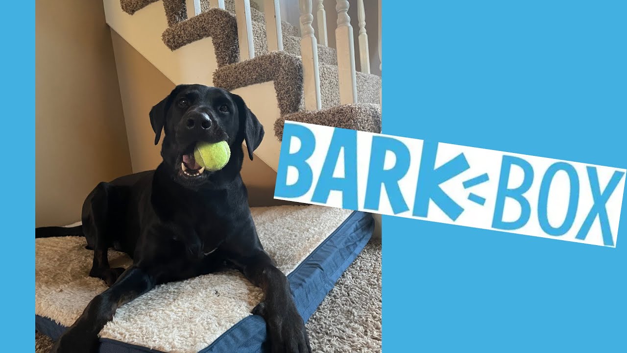 January 2026 Bark Box