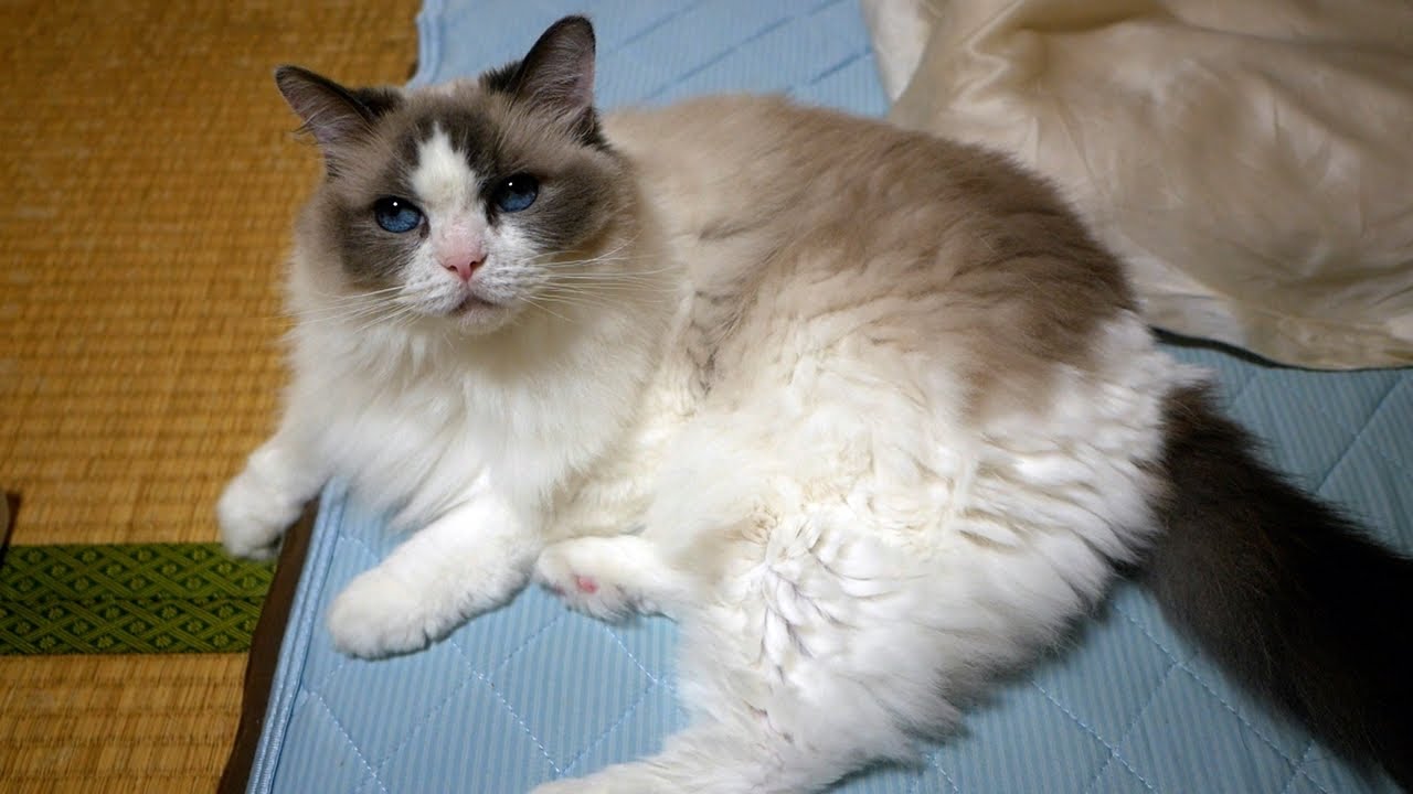 毎晩、飼い主と一緒に寝ようとする甘えん坊な性格のラグドールのんちゃん