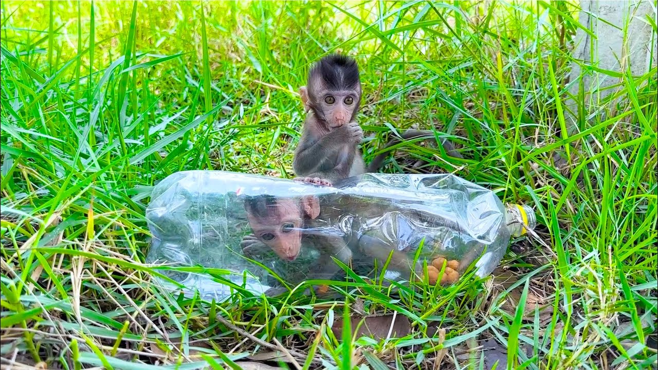 Baby Monkey Jr  is helping JB out of the bottle he’s stuck in😢