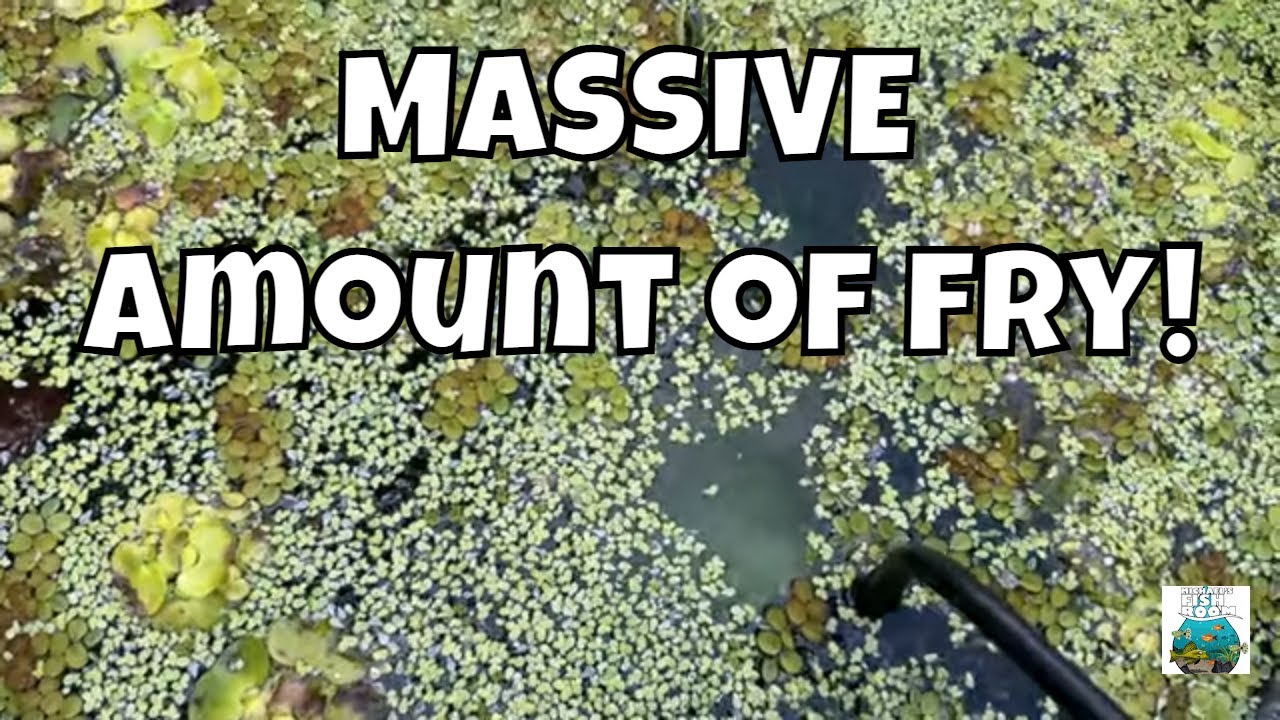 SO MANY BABIES IN MY GUPPY POND!