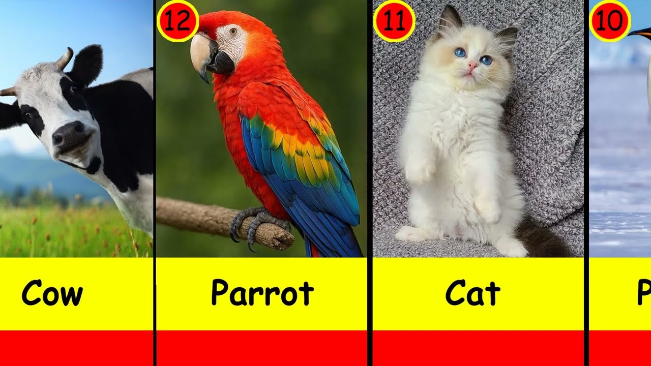 The Most Loyal Animals in the World