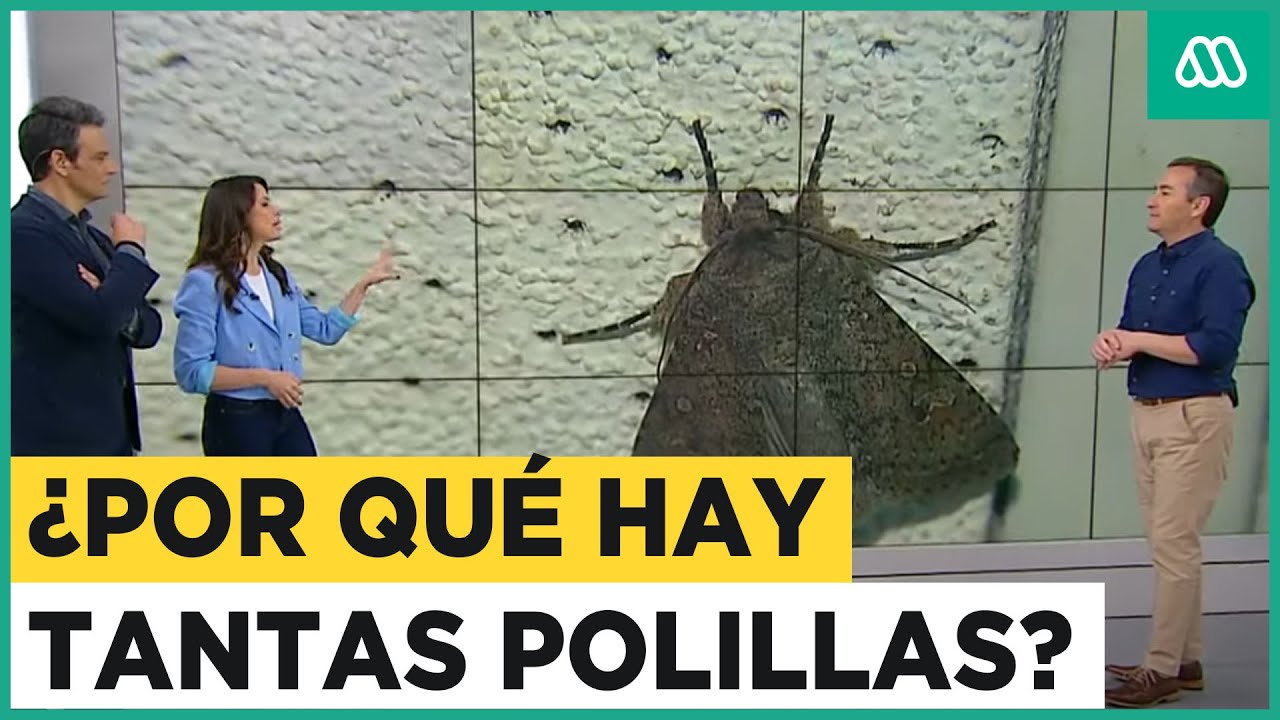&iquest;Por qu&eacute; hay tantas polillas en las casas?