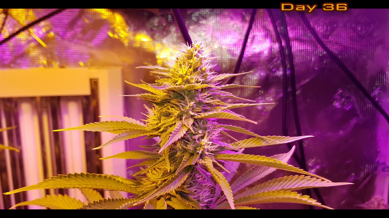 4 Kosher Tangie & 2 Florida OG