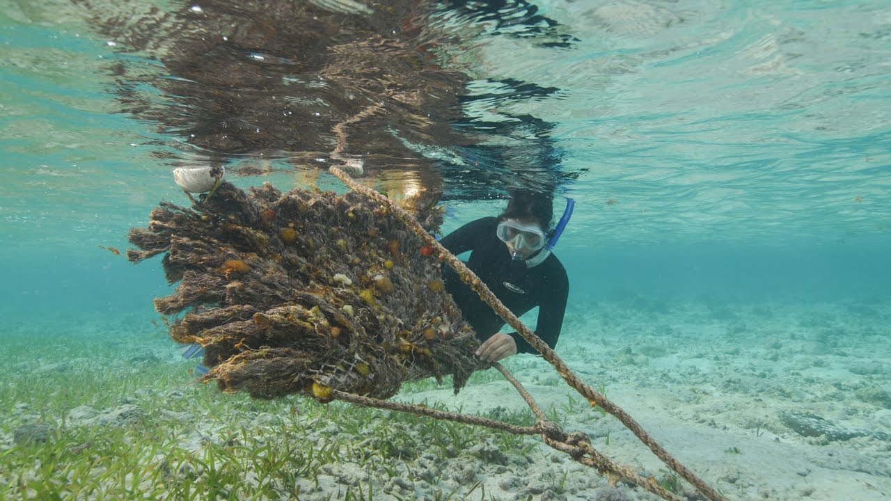 Episode 12: Caribbean Spiny Lobster | Water as Habitat