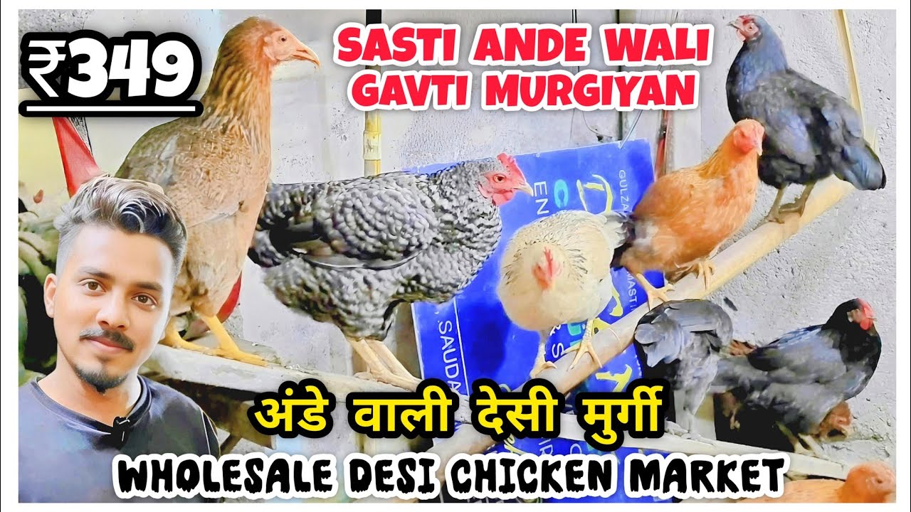 ₹349 Me Sabse Sasti Desi Ande Wali Murgi | Gavti Murgiyan In Cheap Rate | Wholesale chicken market |