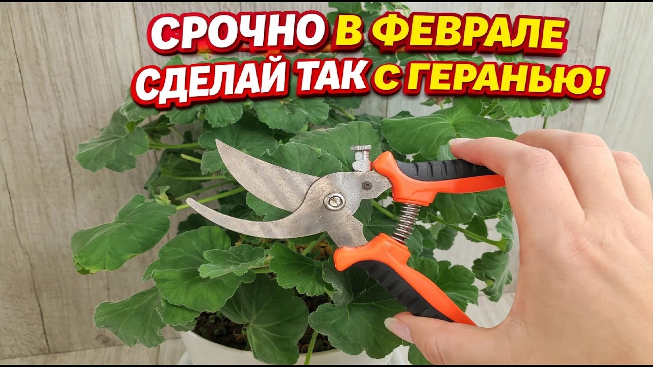 СРОЧНО в ФЕВРАЛЕ СДЕЛАЙ с ГЕРАНЬЮ ТАК!