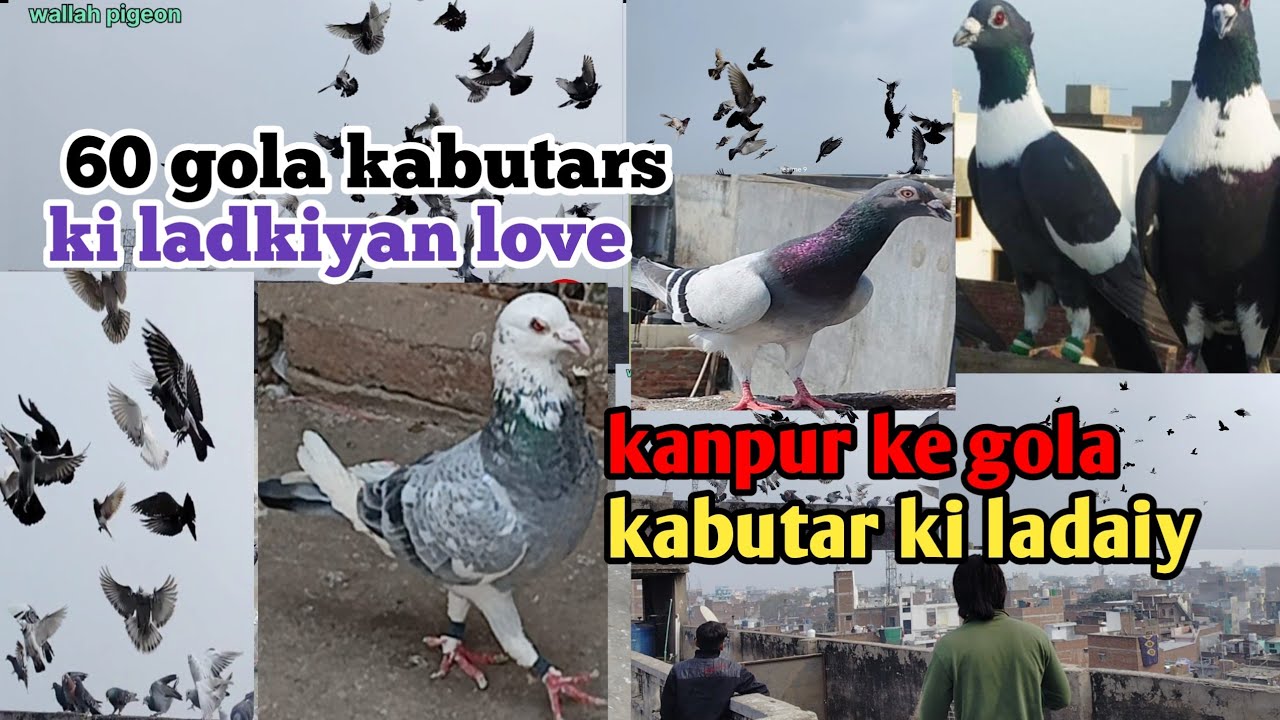 60 gola kabutars ki ladkiyan love ll kanpur ke gola kabutar ki ladaiyan