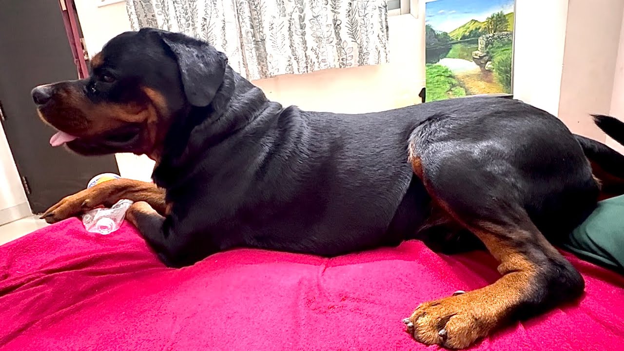Shiro’s Reaction Vlog  / #rottweiler #shiro 