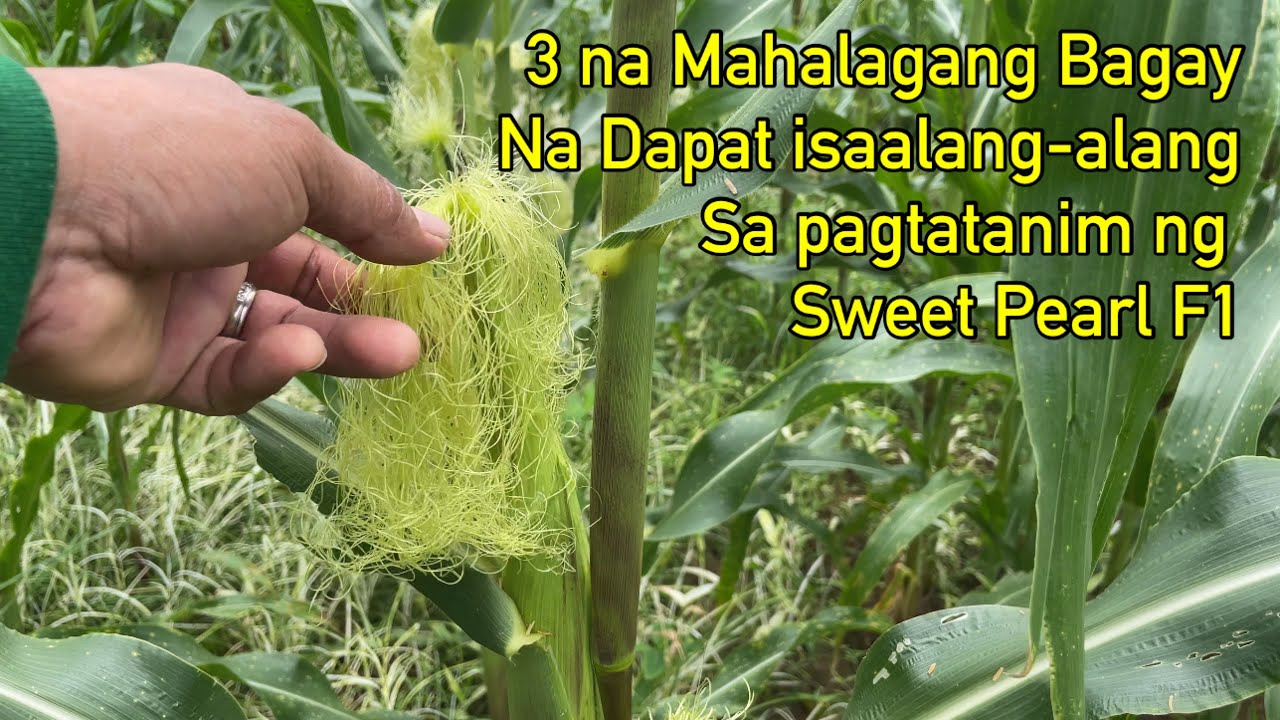 3 pangunahing Bagay na dapat isalang alang sa pagtatanim ng Sweet Pearl F1. •06/05/2024