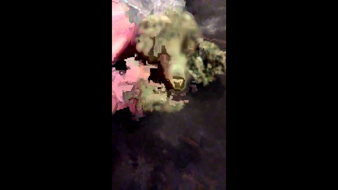 bomb kush