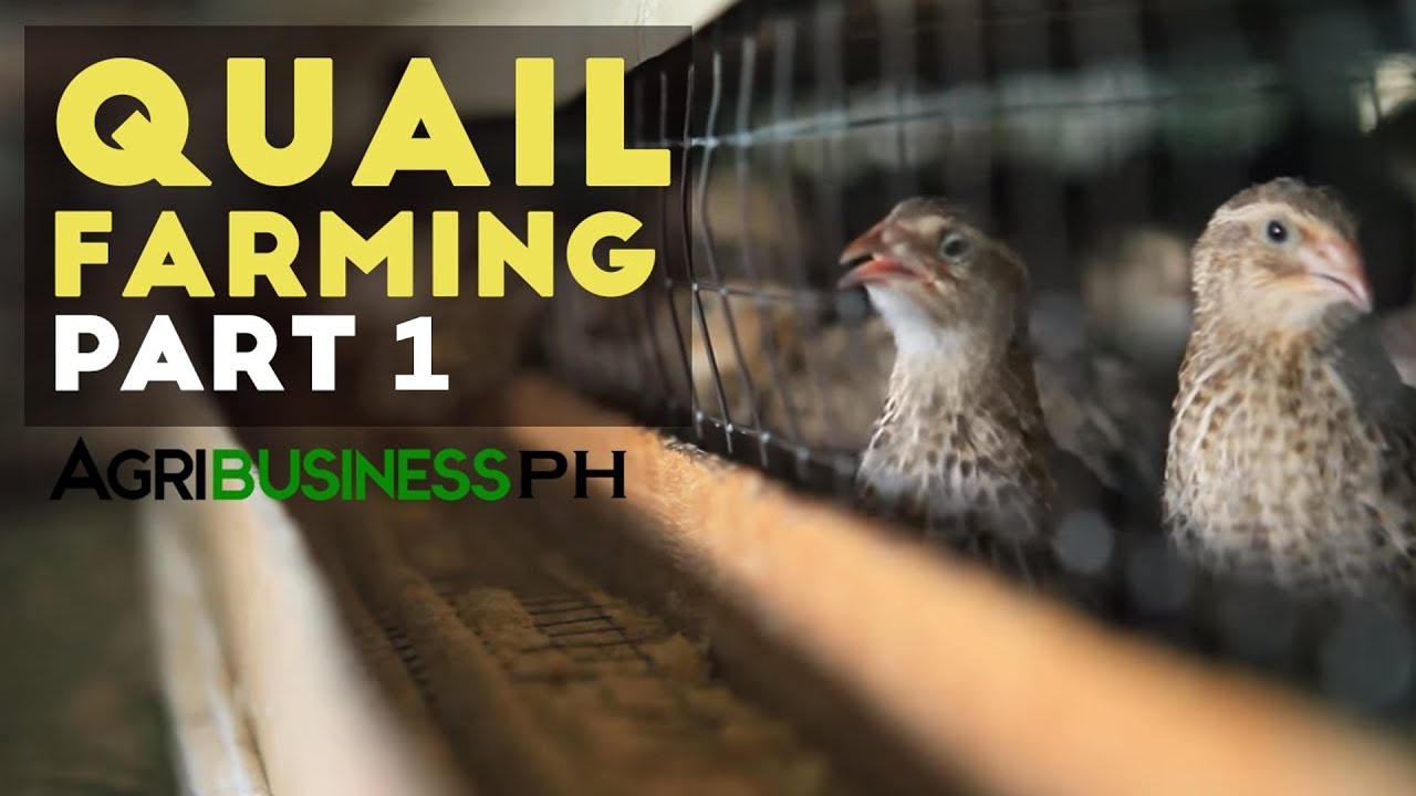 How to start quail farming business | Quail farming part 1 #Agribusiness