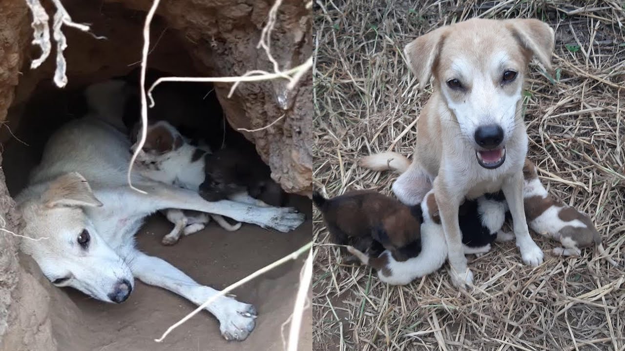 Rescue stray mom dogs and puppies in cave for month hopeless waiting for help