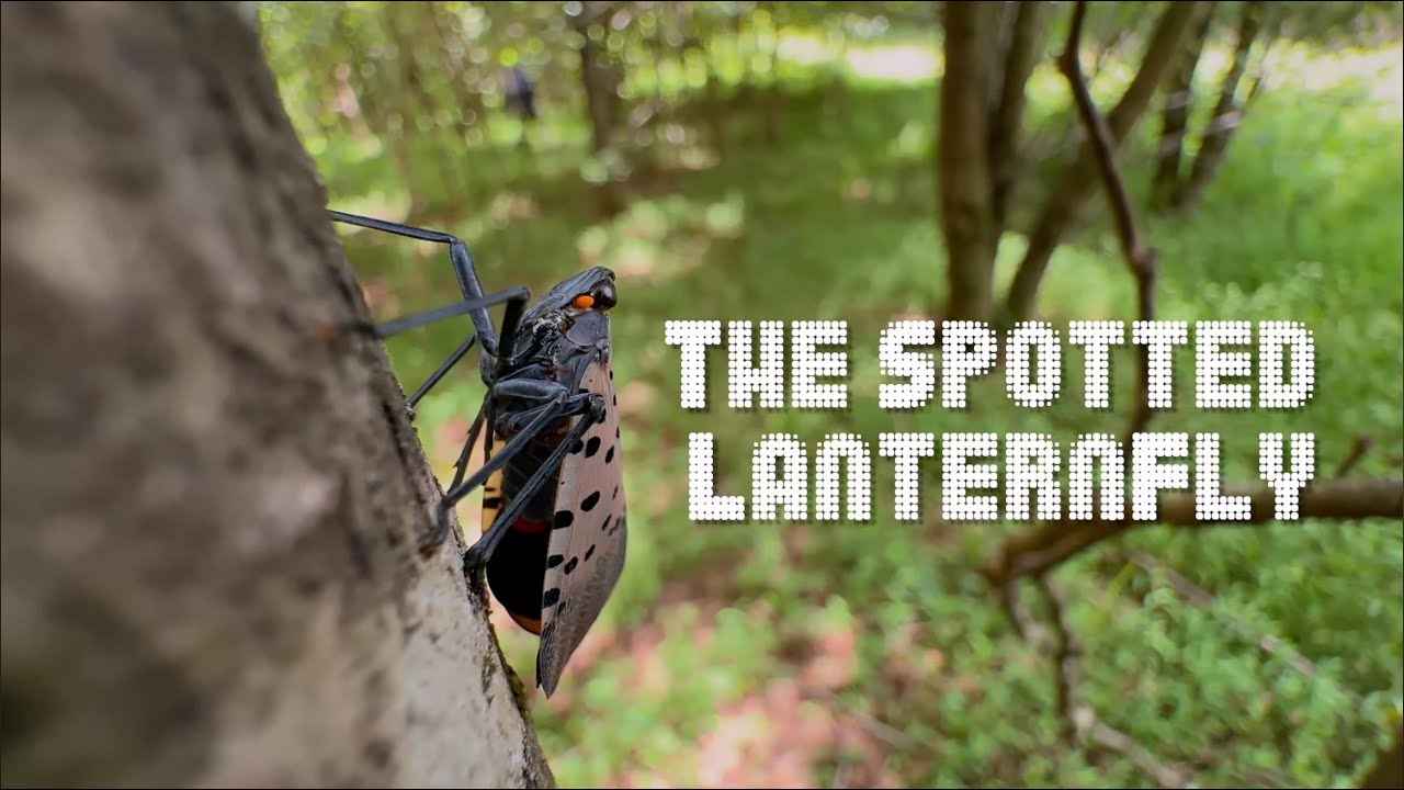 Spotted Lanternfly: Everything You Need to Know