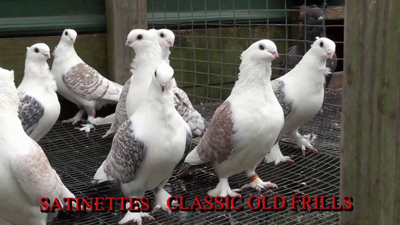 2016 CLASSIC OLD FRILLS