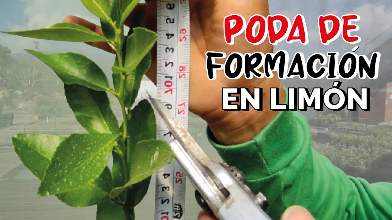 Primera PODA de FORMACIÓN en LIMÓN - TUTORADO 2023