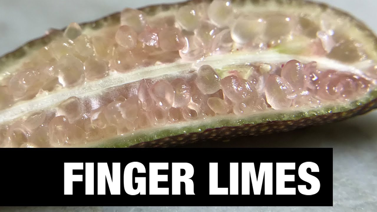 Guide to Finger Limes. What are finger limes? How to use finger limes.