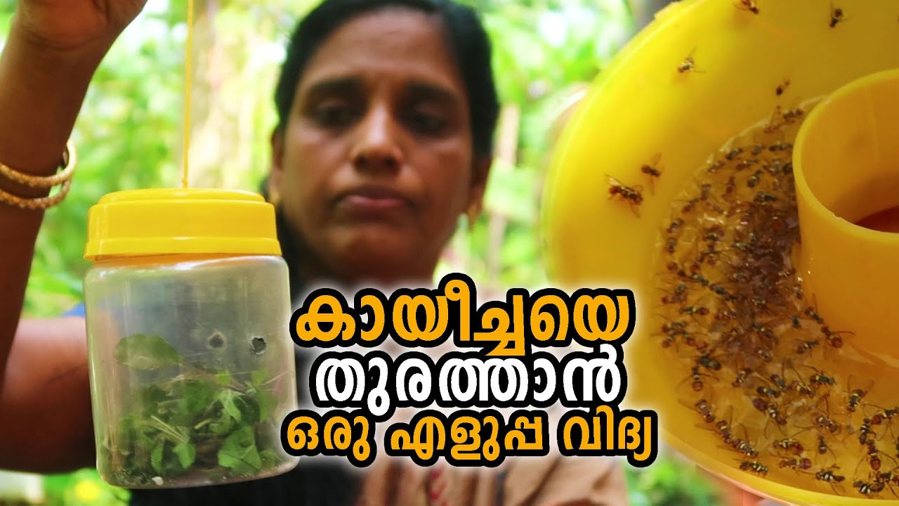 കായീച്ചയെ തുരത്താൻ ഒരു എളുപ്പ വിദ്യ  | How to make Kayeecha Keni in Malayalam | Melon Fly Trap