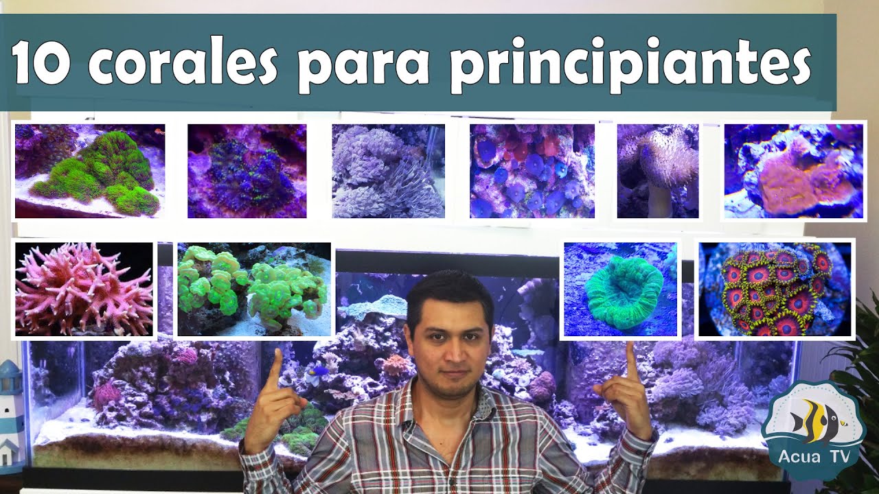 10 corales para principiantes | AcuaTV