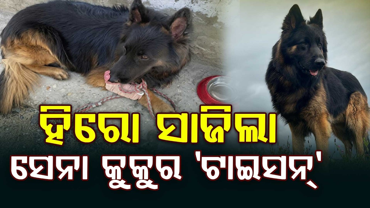 🔴Big Breaking Live | ହିରୋ ସାଜିଲା ସେନା କୁକୁର 'ଟାଇସନ୍' | Army Dog Tyson | Argus News