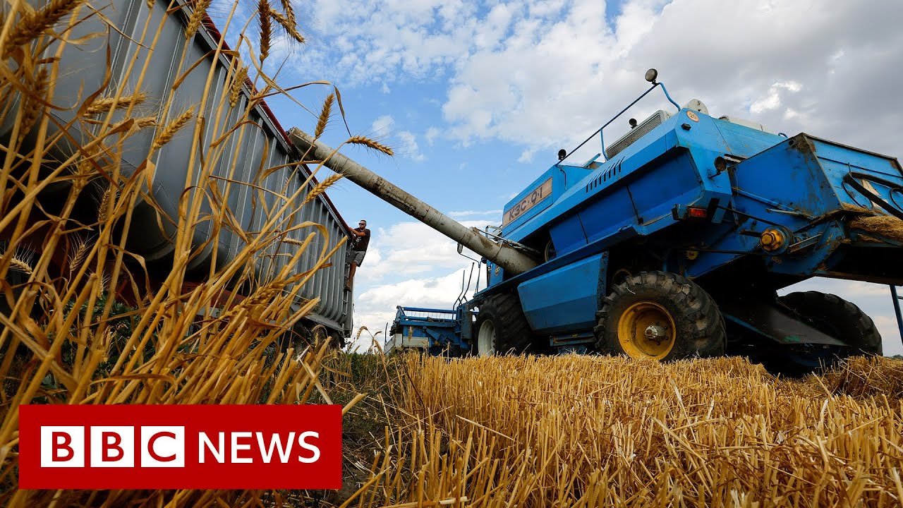 Russia-Ukraine War: Grain exports could restart 'within days' &ndash; BBC News