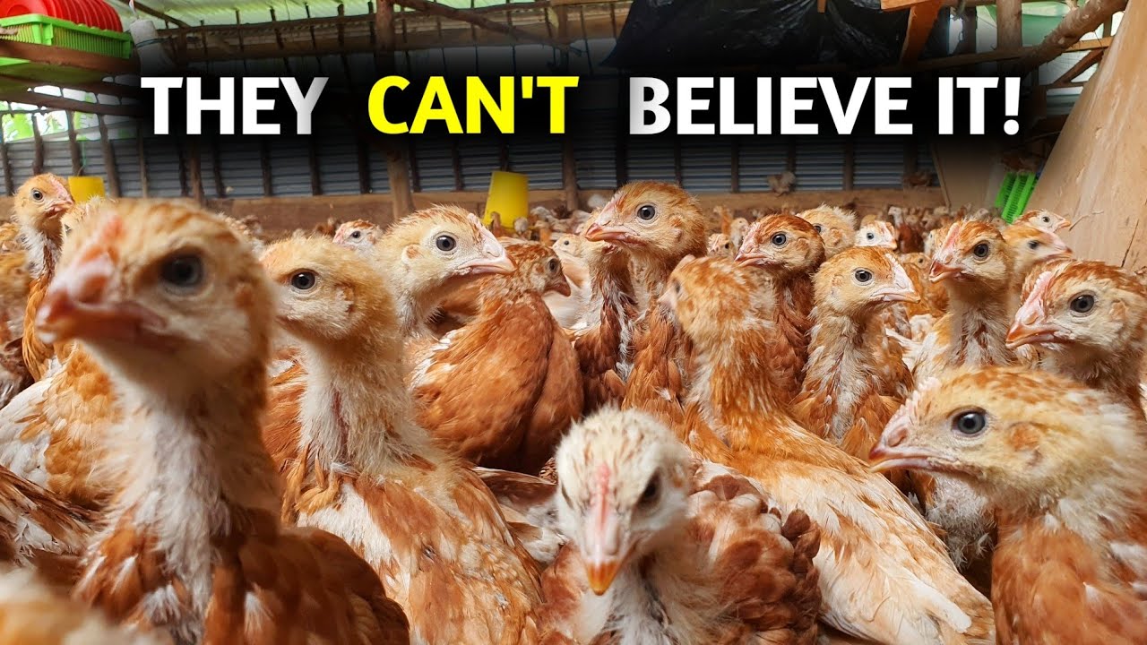 I Set  All the Chickens Free, They can't believe it - Brooding is Done