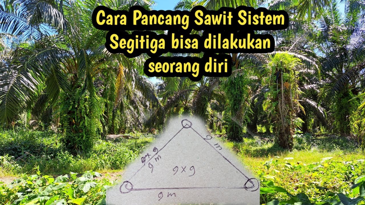 Cara mudah Pancang Sawit Sistem Segitiga bisa dilakukan seorang diri
