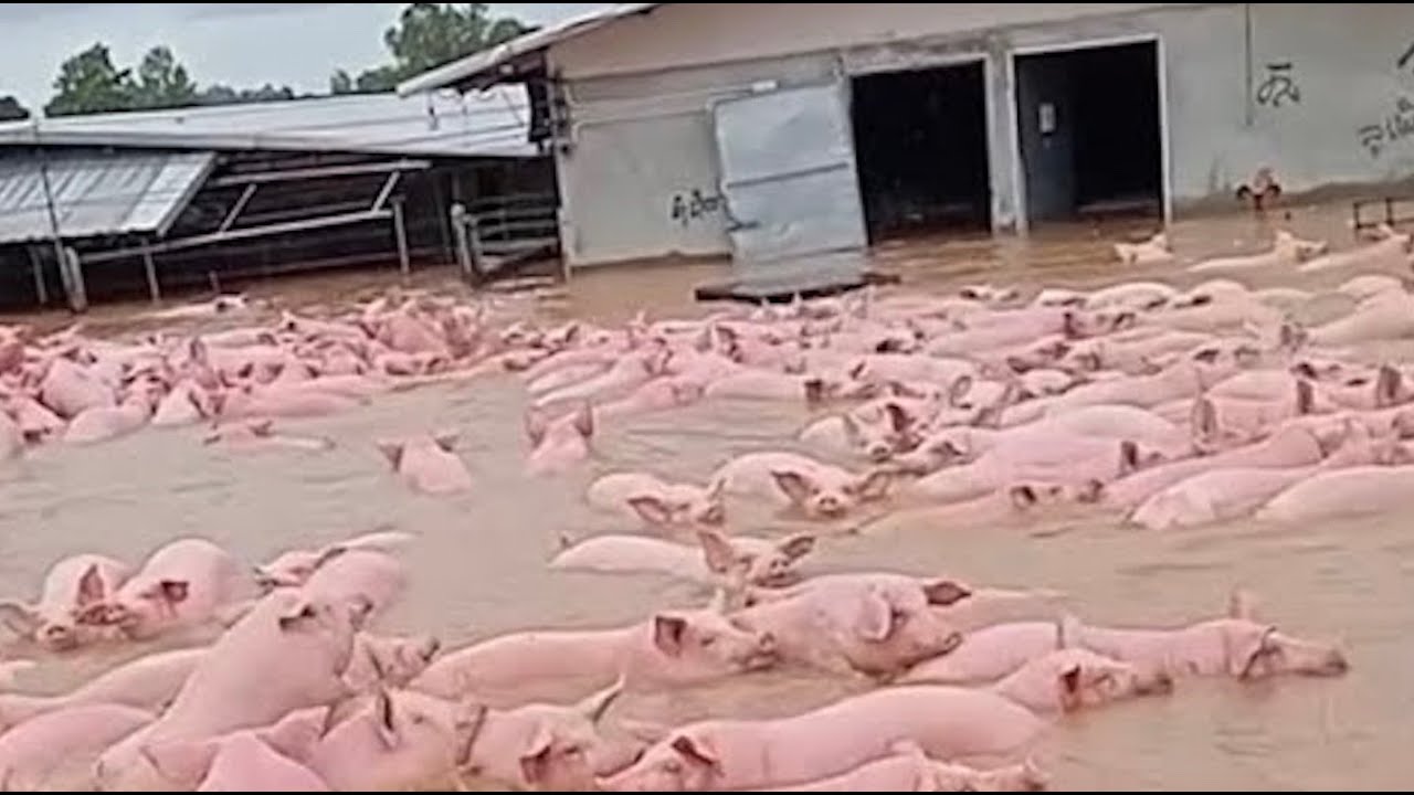 Вы Должны Это Увидеть! Эти Случаи С Животными Удалось Снять На Камеру