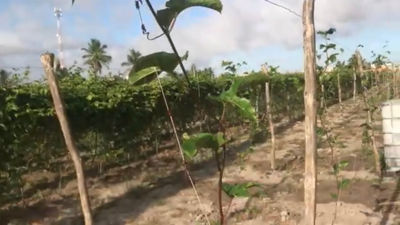 Como fazer a primeira poda no maracujá e mostrando o resultado do maracujá do sítio