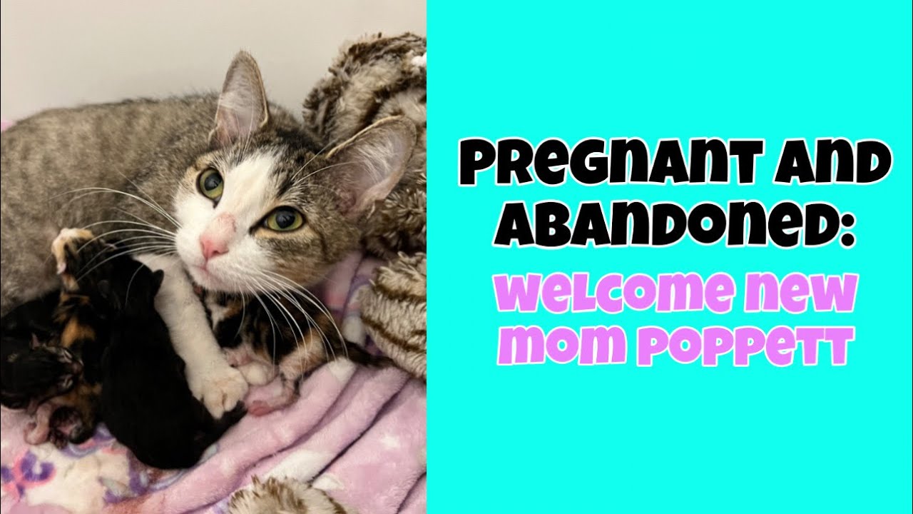 Pregnant & Abandoned: Meet our New Mom Poppett