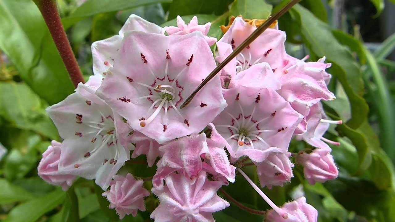 Kalmia latifolia pollination