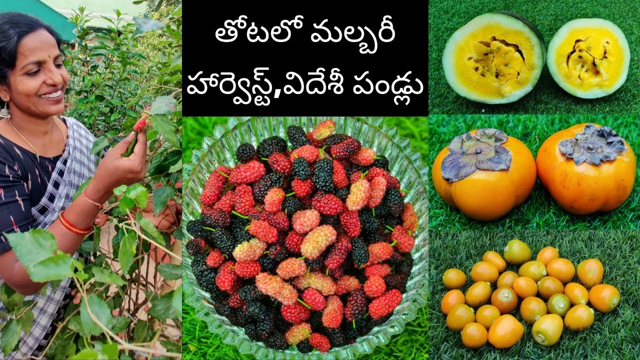 తోటలలో మల్బరీ🍒 స్ట్రాబెర్రీ 🍓హార్వెస్ట్ Yellow Watermelon 🍉Persimmon🍑Golden Berry🍋 టేస్ట్ చూద్దాం😋