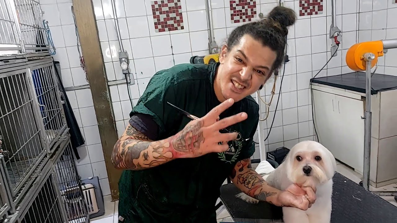 carinha da raça( maltês macho)passo a passo, assista e não critica 💆‍♂️🙏