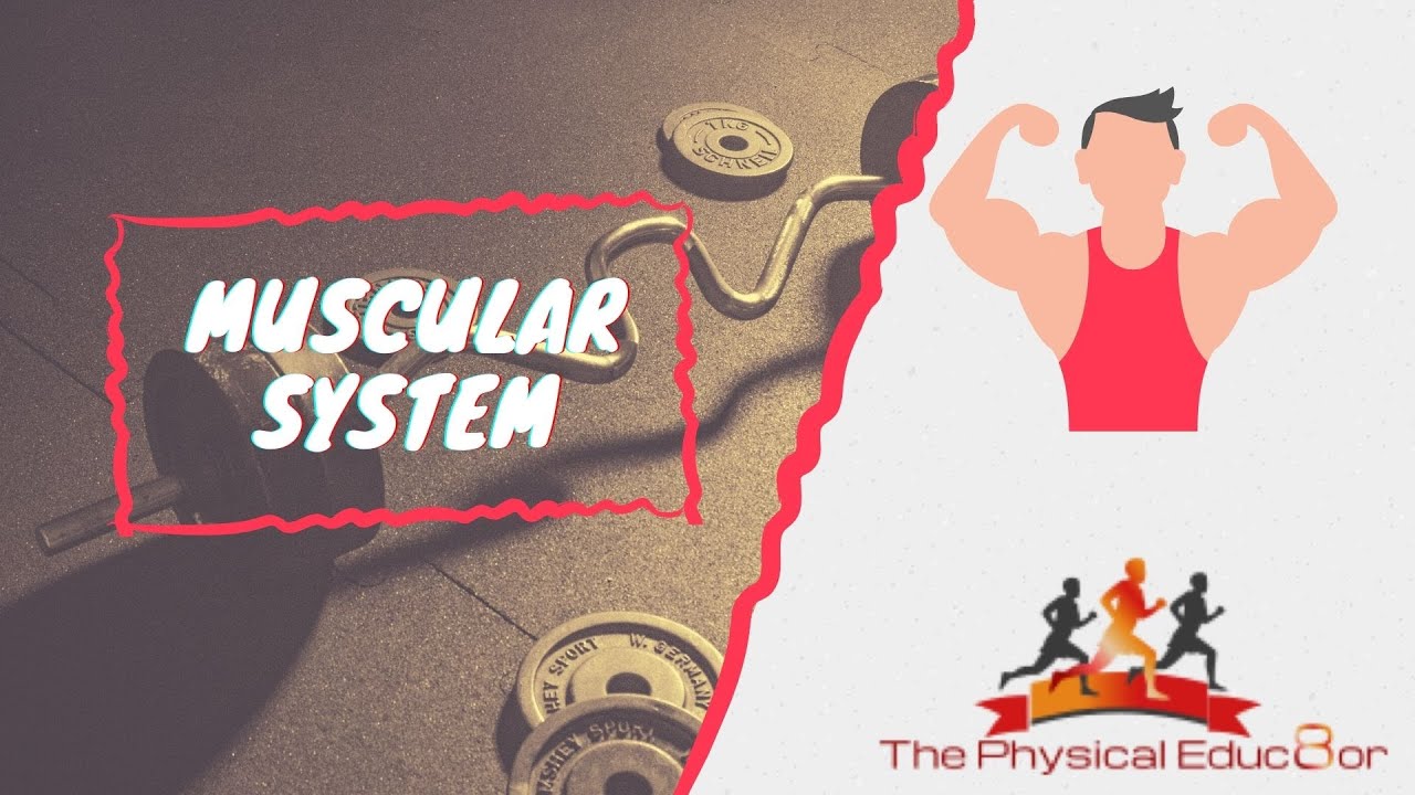Physical Educ8or: IB SEHS: Muscular System