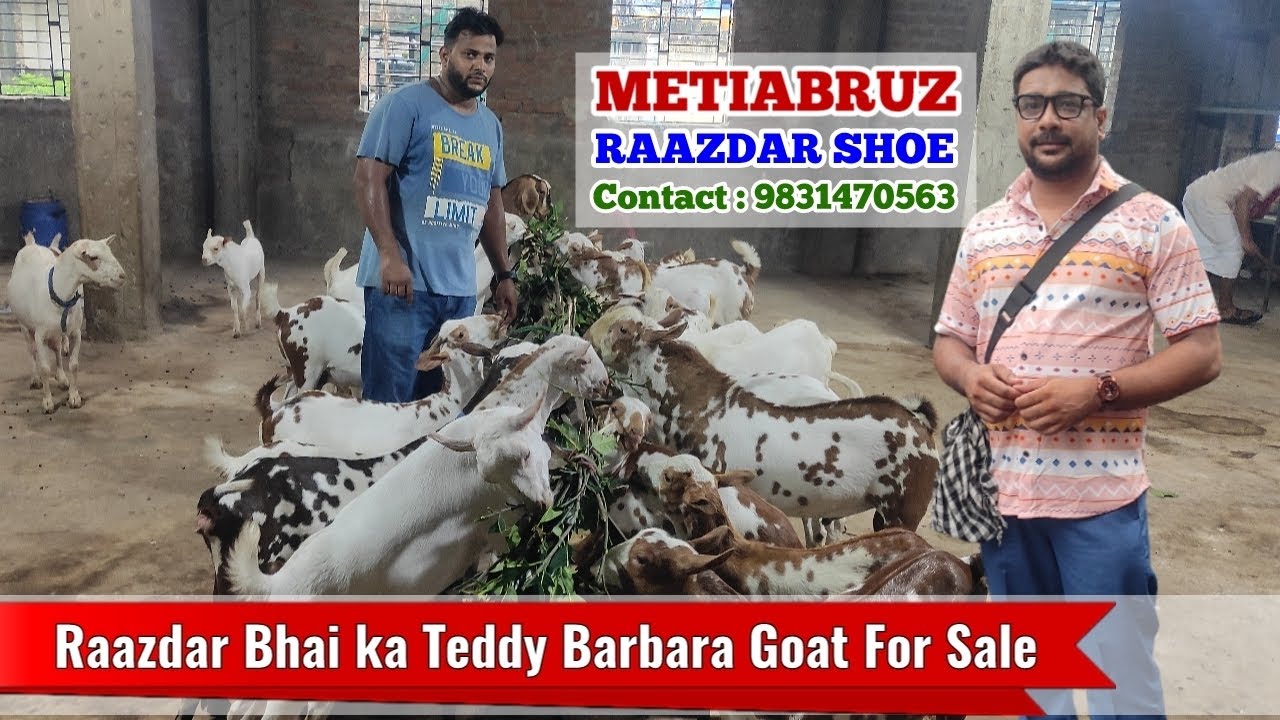 Teddy Barbara Goat's Treasure | Barbari Goat For Sale | Contact Raazdar Bhai @9831470563 | #goat