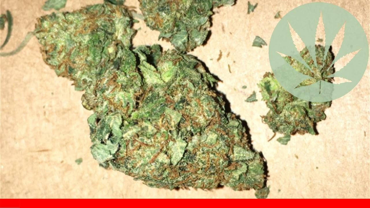 Super Green Crack - All About This Strain