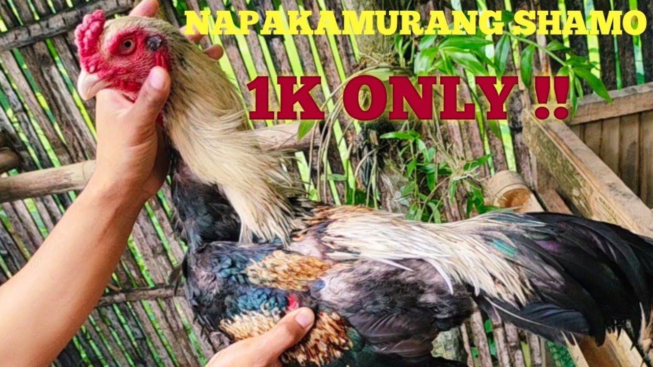 murang shamo chicken