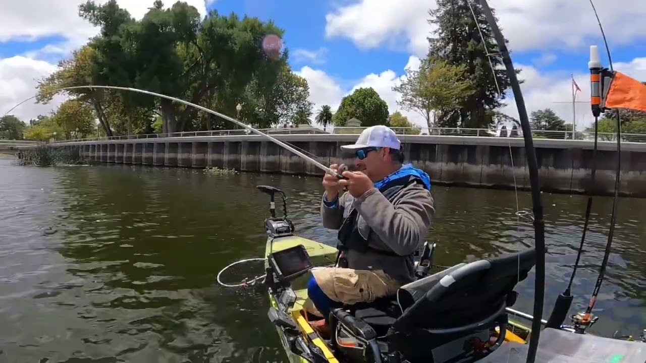 Clearlake 18 lb fish on spinner bait. 