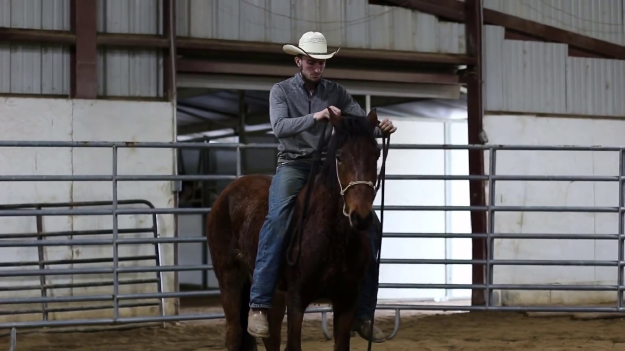 Pickup and First Day of Training a Wild Horse || Extreme Mustang Makeover 2018 || Aiden Kramer