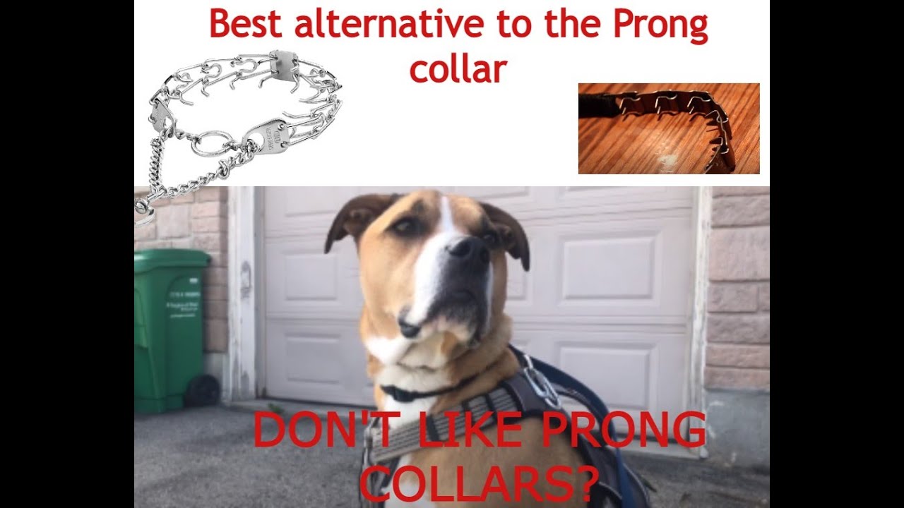 HS Herm Srenger Neck Tech Best Alternative to Prong Collar | Training Collar | Neck Tech Collar