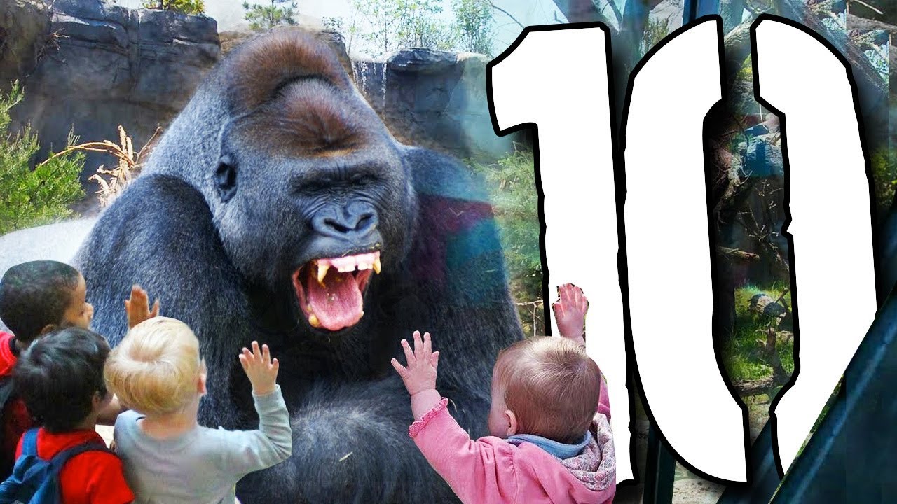 10 tragicznych wypadk&oacute;w w ZOO [TOPOWA DYCHA]