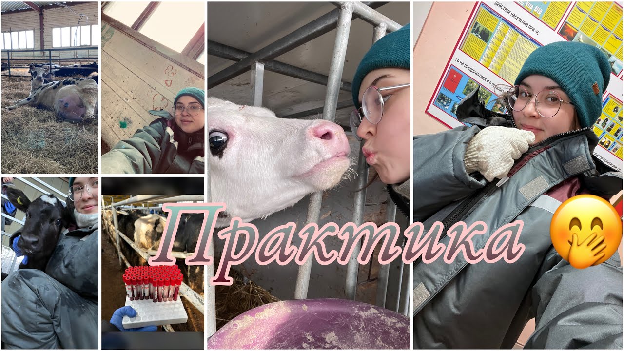 Практика в хозяйстве 🤝🐮НА ФЕРМЕ МЕСЯЦ ✌️