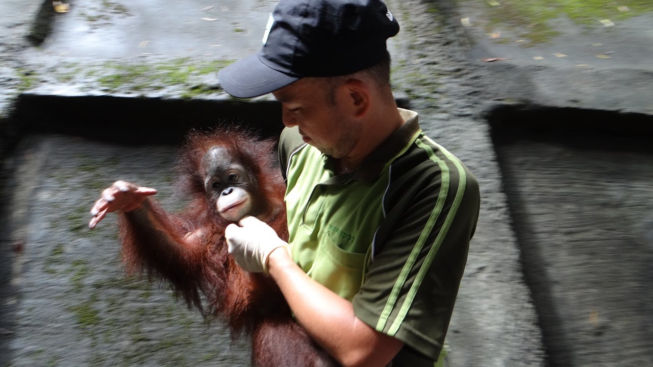 人猿寶寶乙森不會回家？保育員父代母職教認路 World Orangutan Day   Eason the One Half Year Old Borneo Orangutan