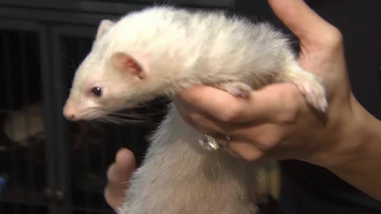Broward Ferret Rescue: Squirt & Lucy