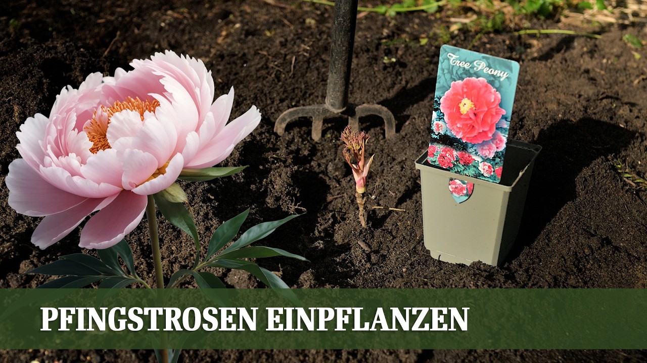Pfingstrosen einpflanzen: Diese Tiefe ist entscheidend!