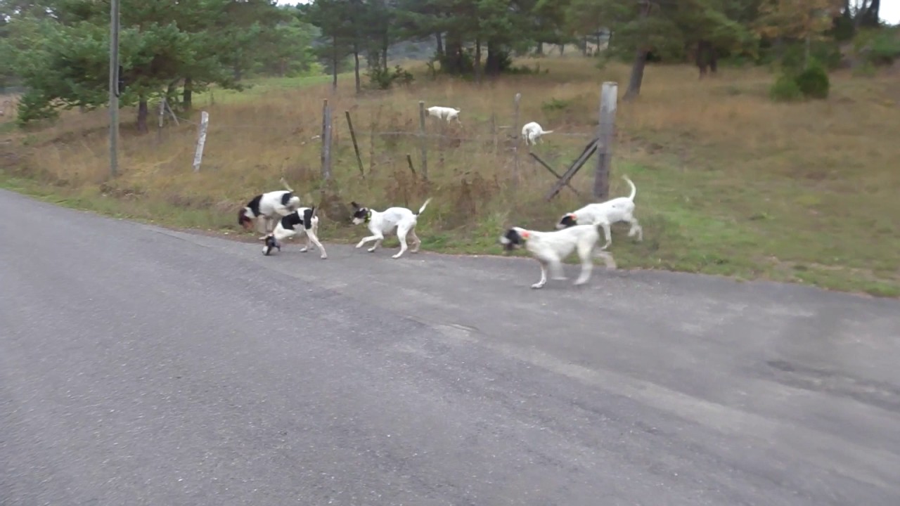Chasse au lièvre avec Nicolas Roques à la Piguière Octobre 2016