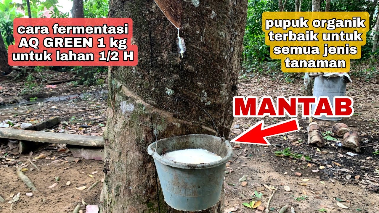 Pupuk organik terbaik untuk semua jenis tanaman‼️cara fermentasi AQ GREEN