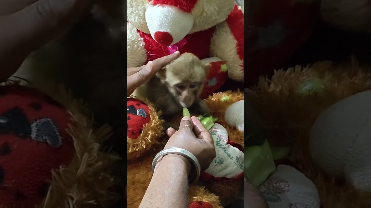 प्यारा बिस्किट भइया #shortvideo #viralvideo #cuteanimals #sanatan 