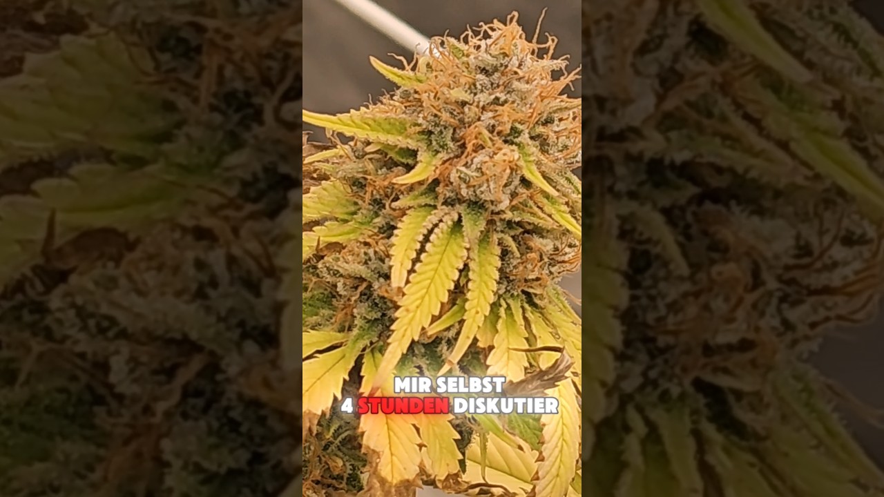 Super Lemon Haze by Greenhouse Seeds. Day 56 of Flower#greenhouse #indoor #lemon #smoke #funny #fun