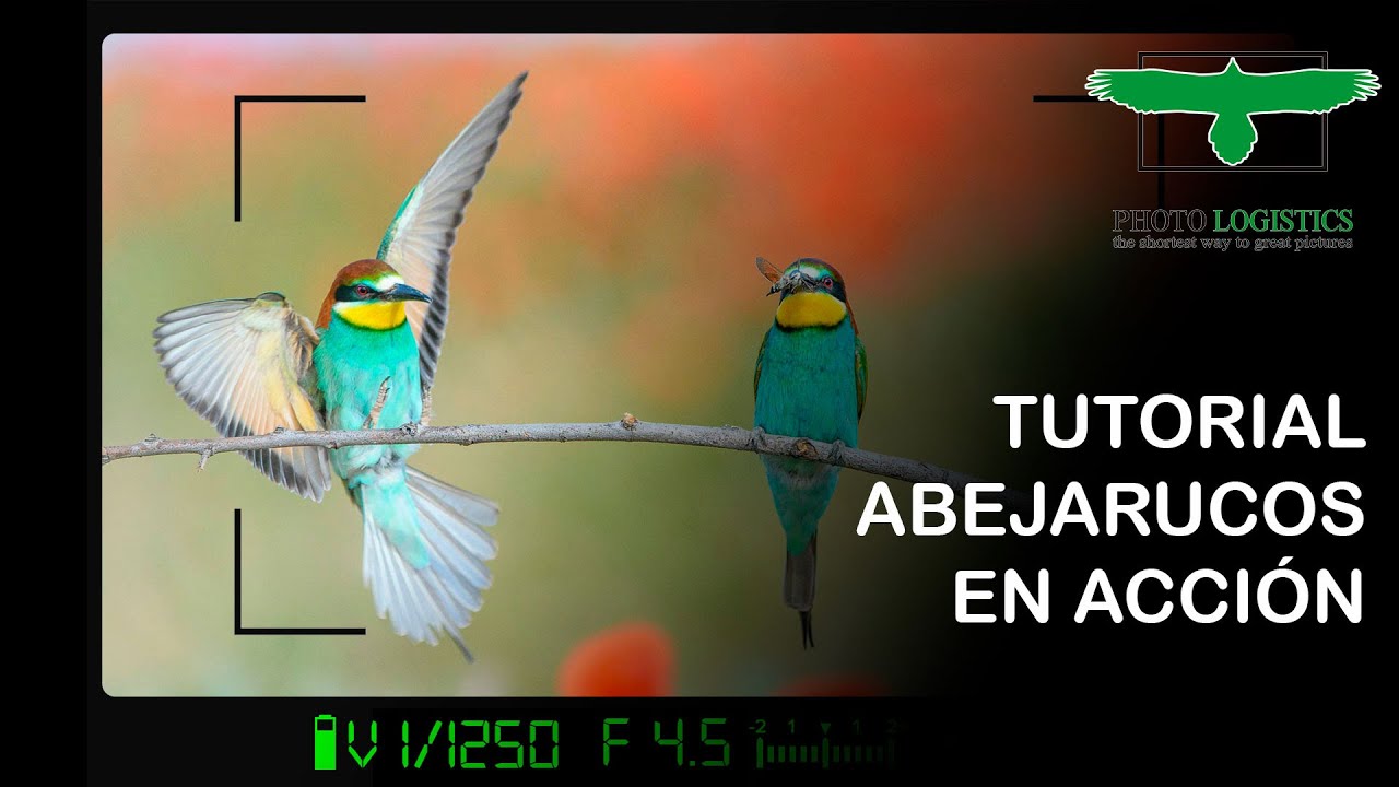 Tutorial Fotografía de Abejarucos en acción