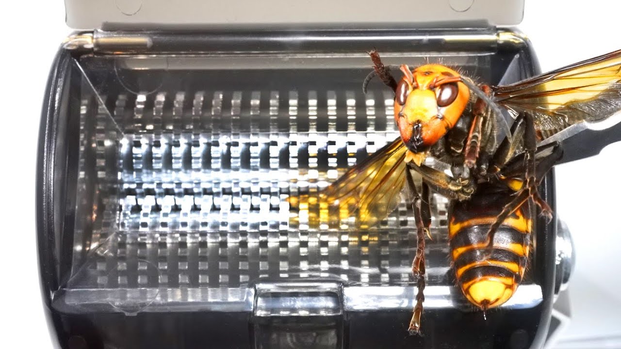 オオスズメバチを粉砕機に入れると…ヤバすぎた